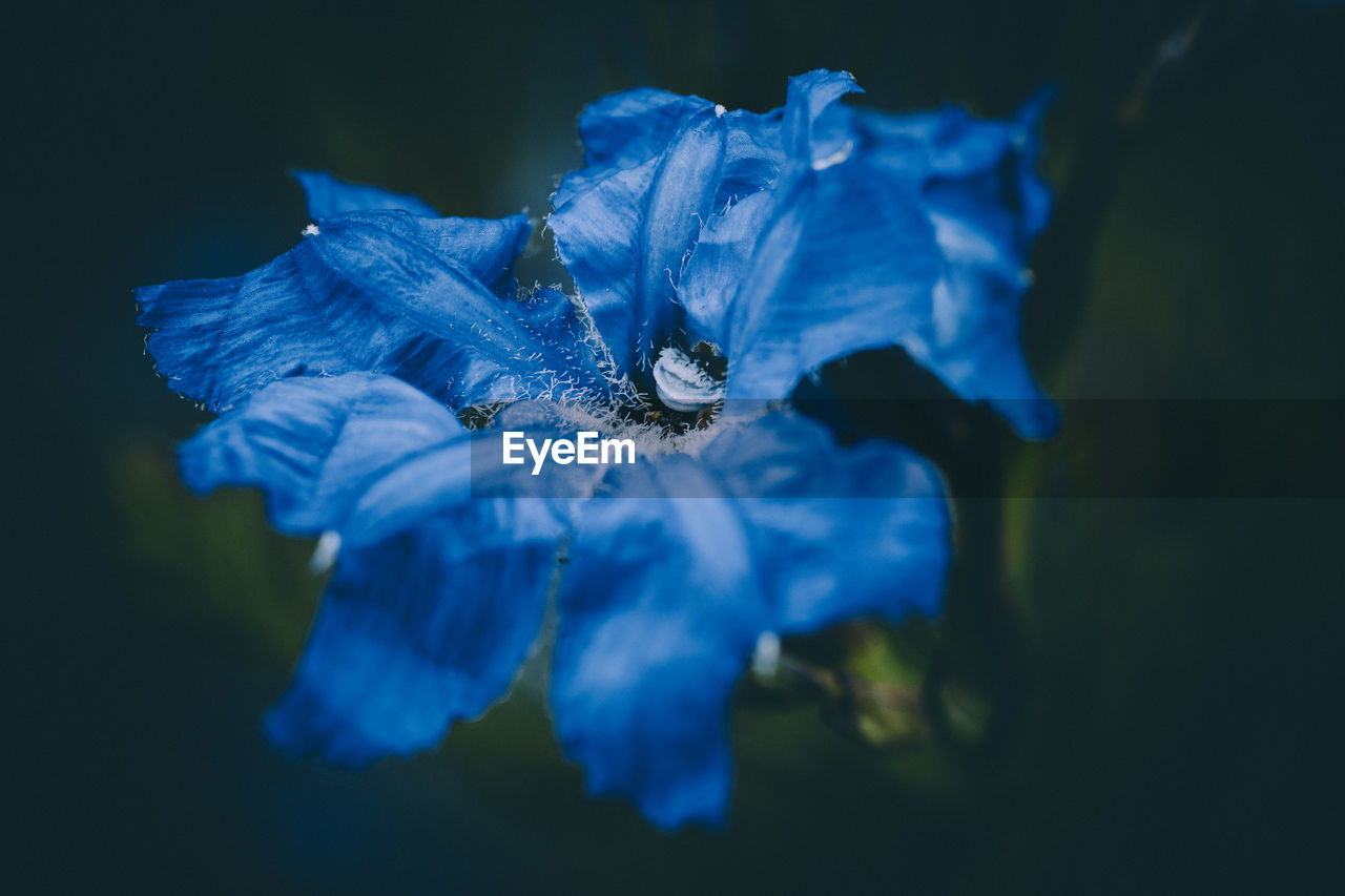 Close-up of wilted blue flower