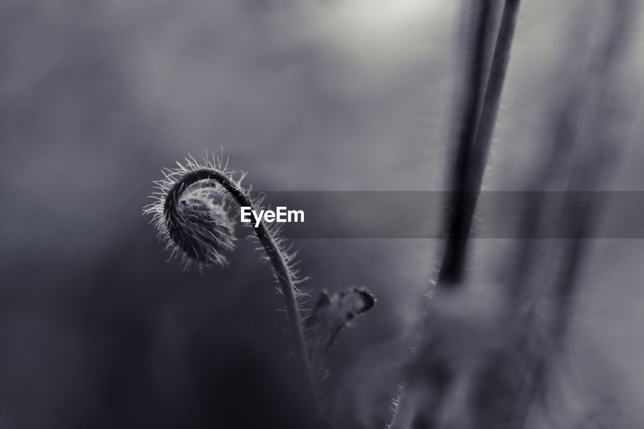 black and white, plant, nature, close-up, monochrome, no people, monochrome photography, macro photography, beauty in nature, black, growth, flower, focus on foreground, selective focus, day, outdoors, fragility, leaf, frost, tranquility, plant stem