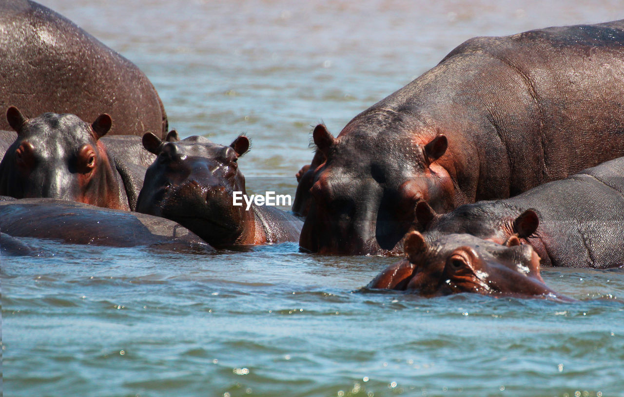 HERD OF A LAKE