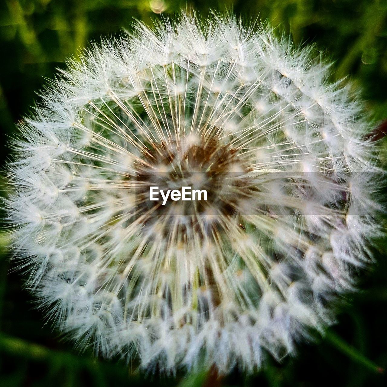 CLOSE-UP OF DANDELION AGAINST WHITE FLOWER