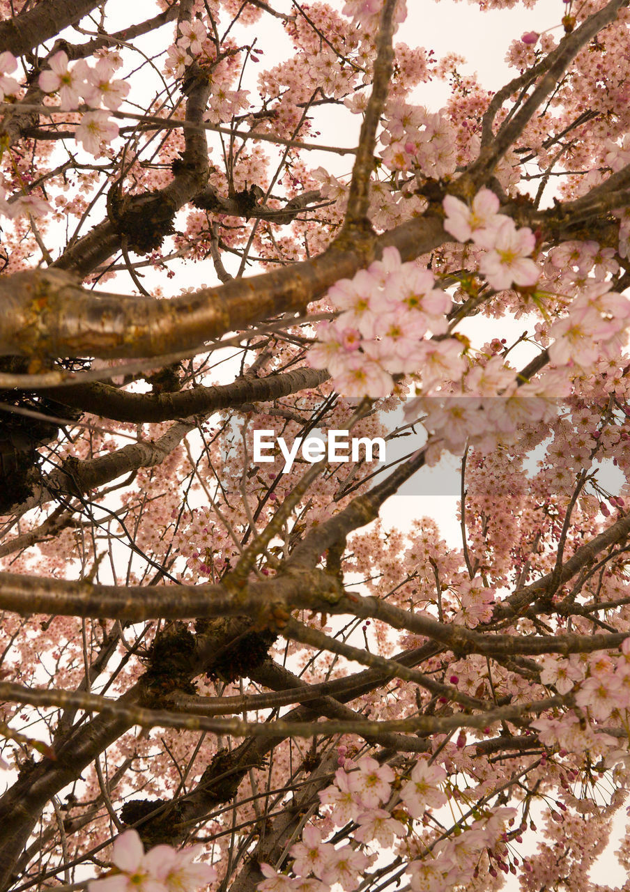 Close up of cherry blossom and cherry tree branches, shot from below