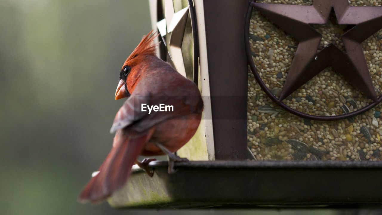 Close-up of northern cardinal perching on bird feeder