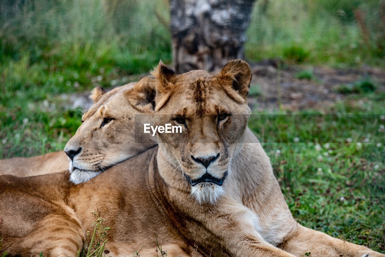 Close-up of lioness relaxing on land