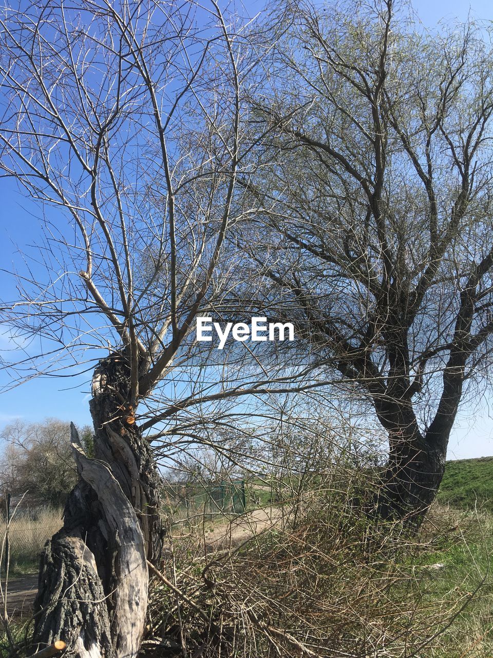 BARE TREES ON FIELD AGAINST CLEAR SKY