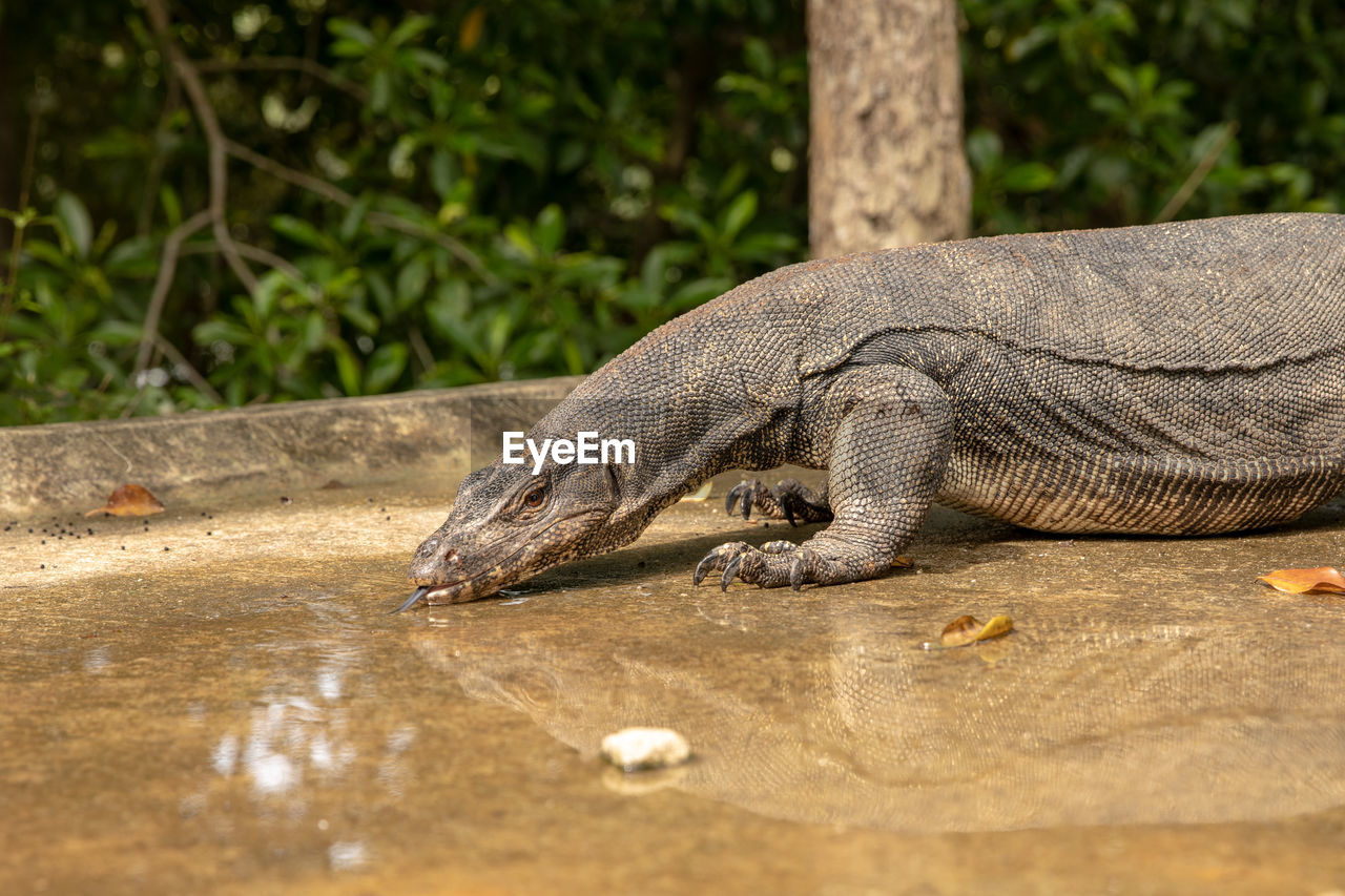 CLOSE-UP OF A LIZARD ON A ZOO