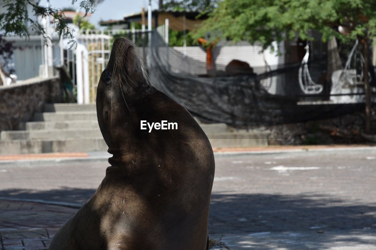 animal themes, animal, sea lion, mammal, one animal, animal wildlife, water, wildlife, nature, day, seal, no people, marine mammal, aquatic mammal, outdoors, animal body part, zoo, underwater, focus on foreground, architecture