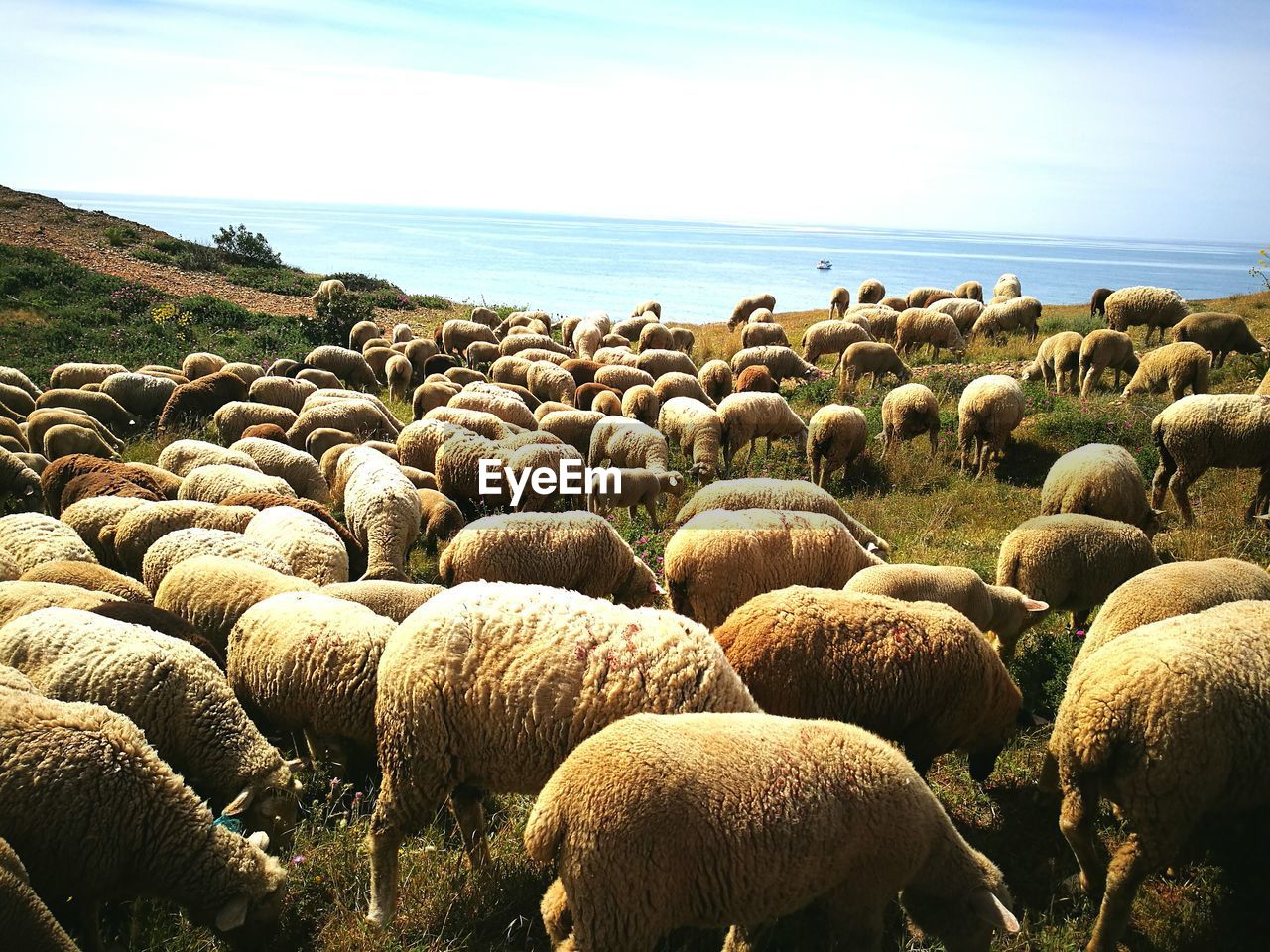 FLOCK OF SHEEP ON SHORE
