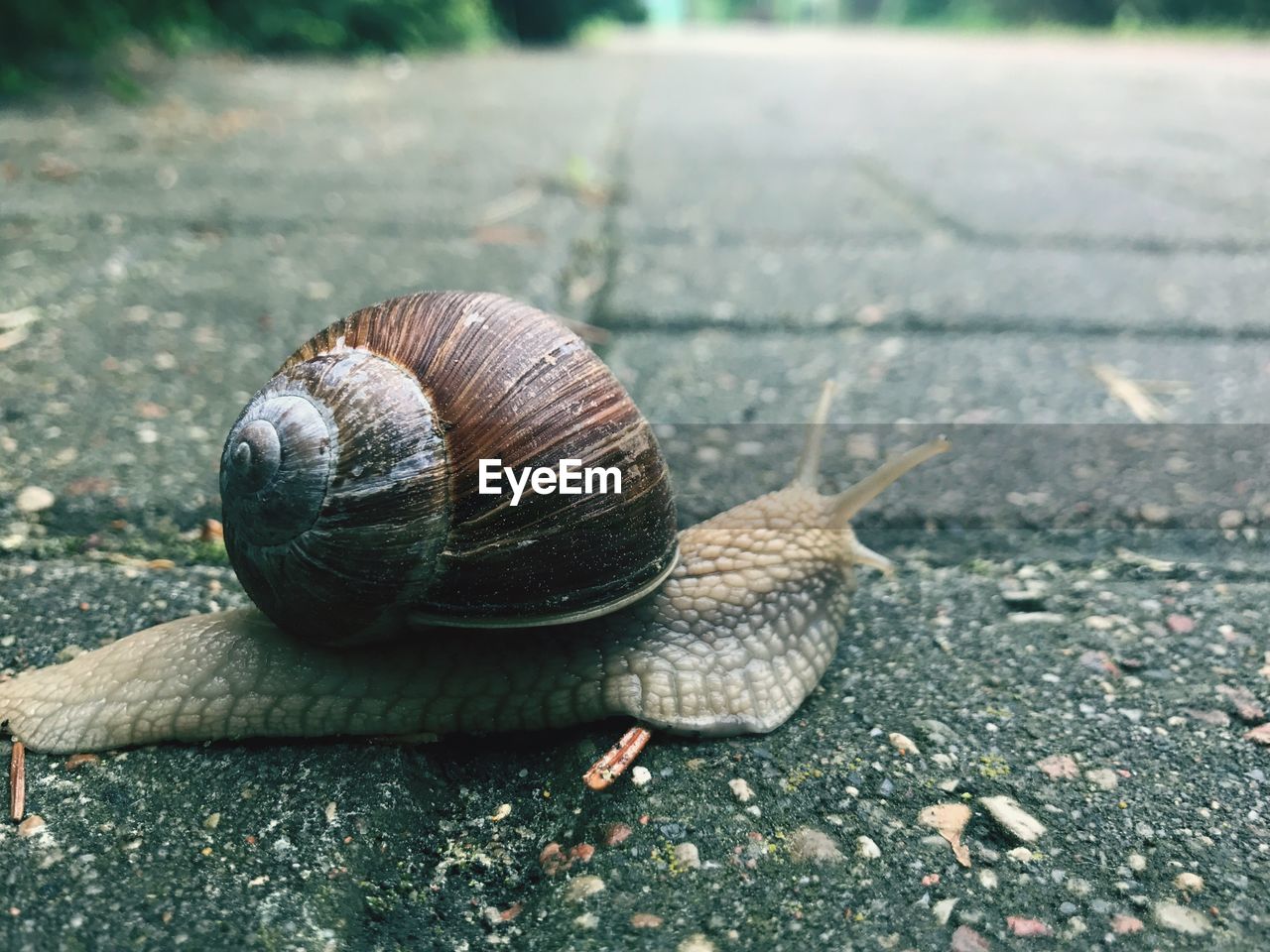 CLOSE-UP OF SNAIL OUTDOORS