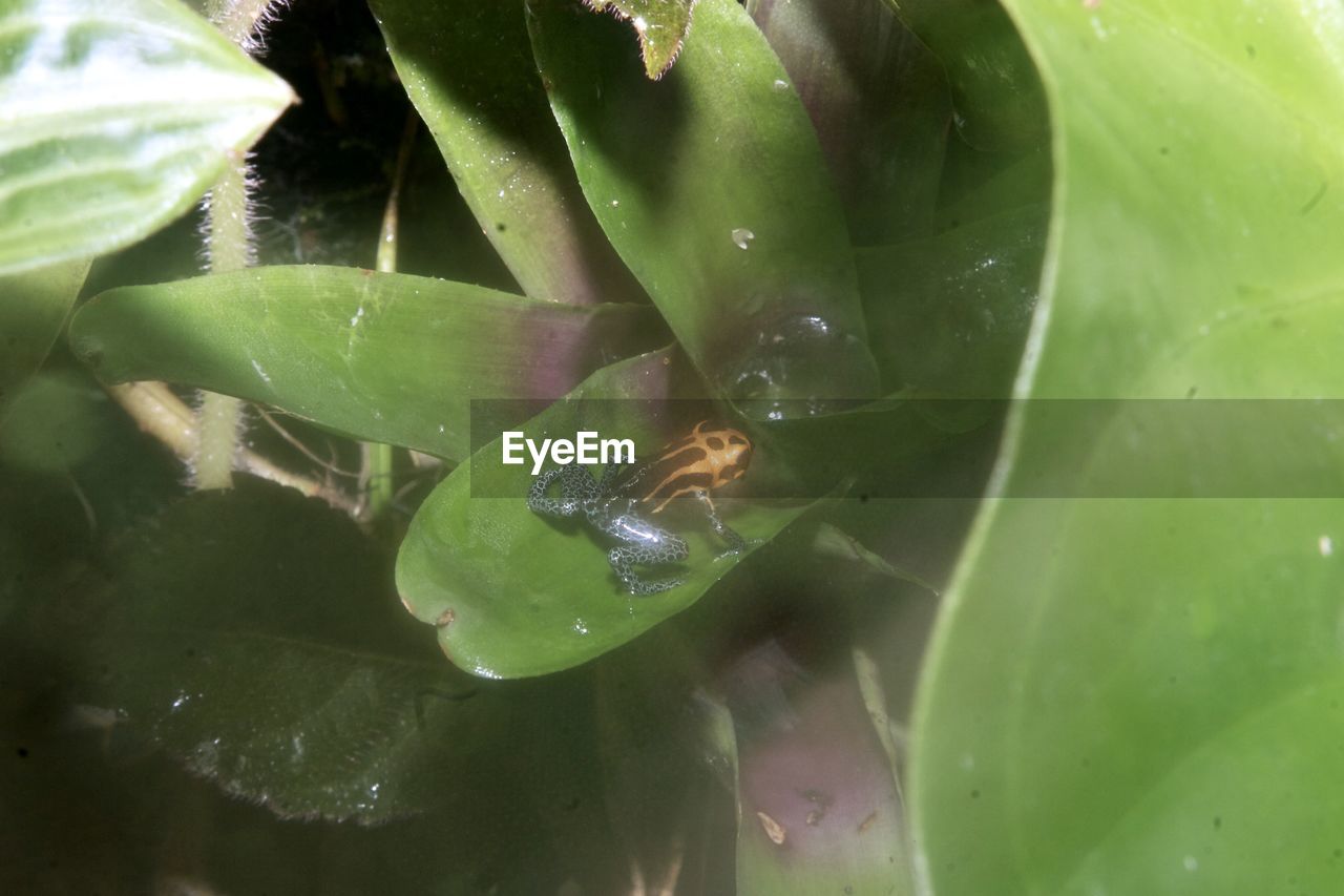 CLOSE-UP OF LEAVES ON WATER