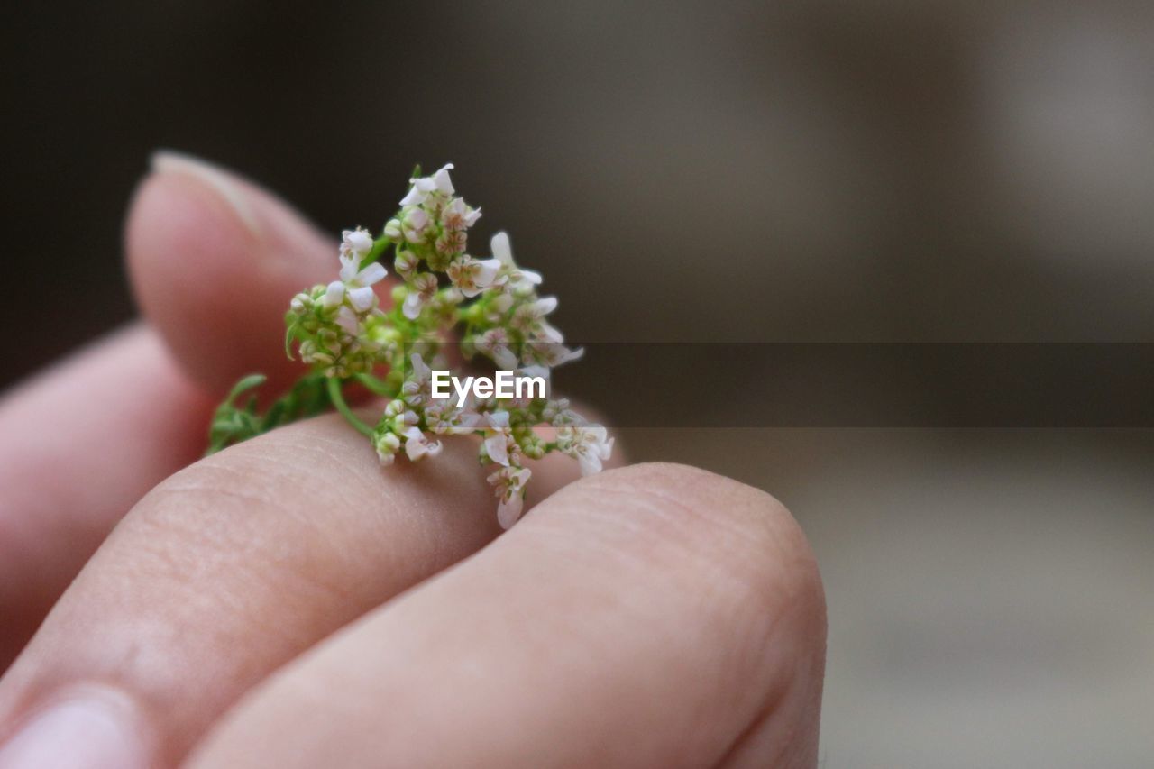 Close-up of hand holding flower