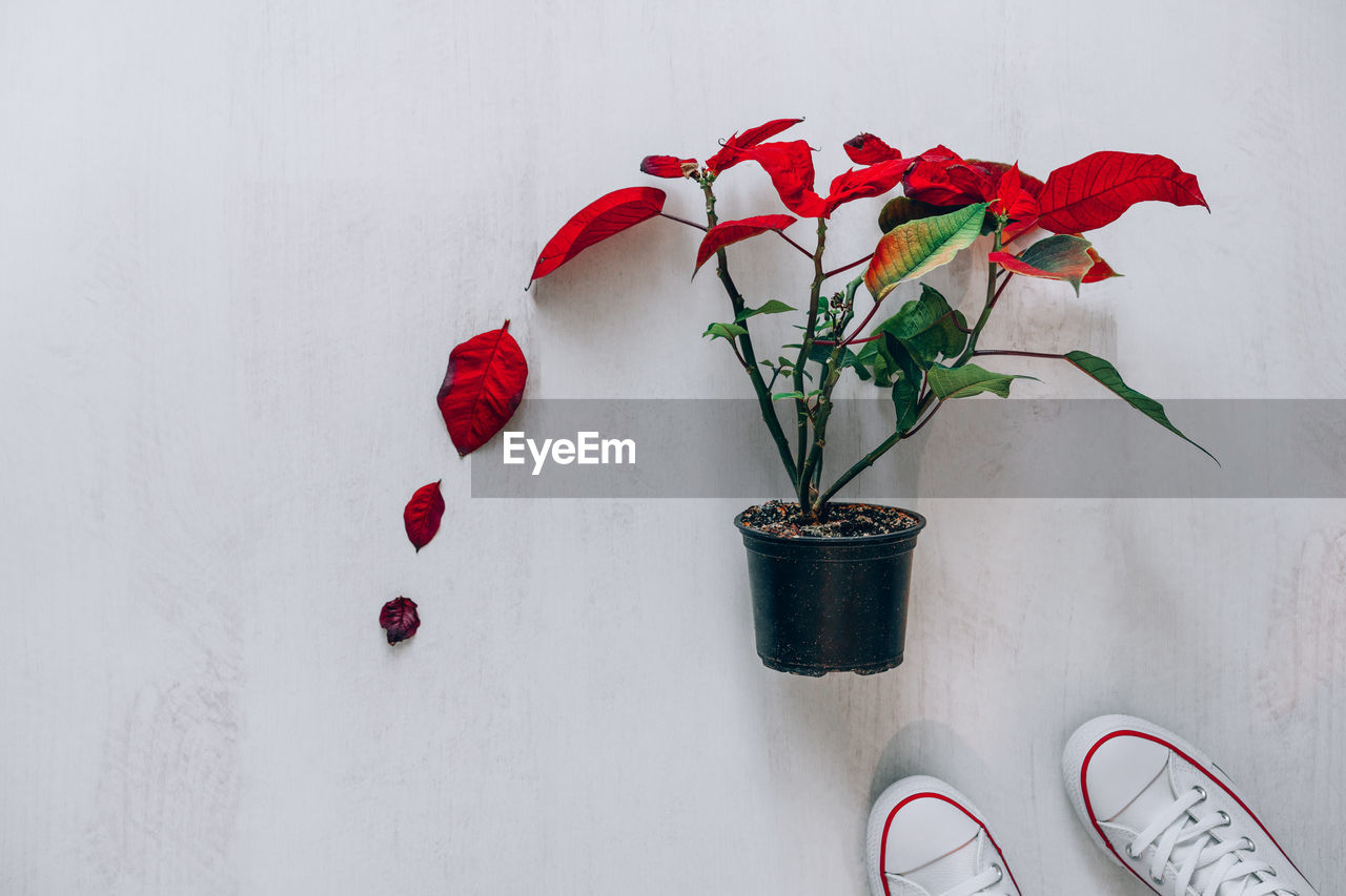 High angle view of shoes by potted plant on white table