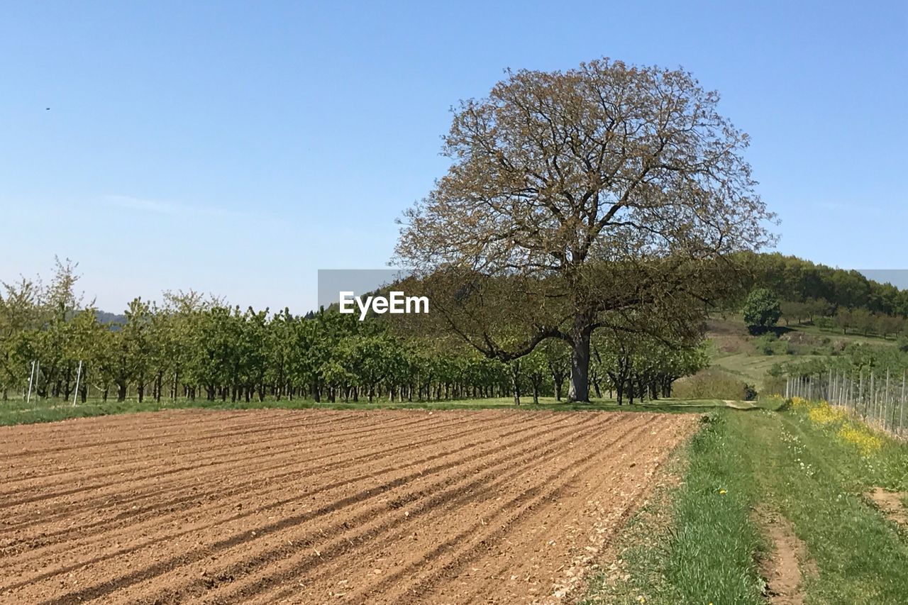 SCENIC VIEW OF FARM AGAINST CLEAR SKY