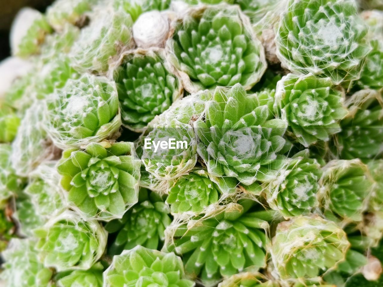 Full frame shot of succulent plants