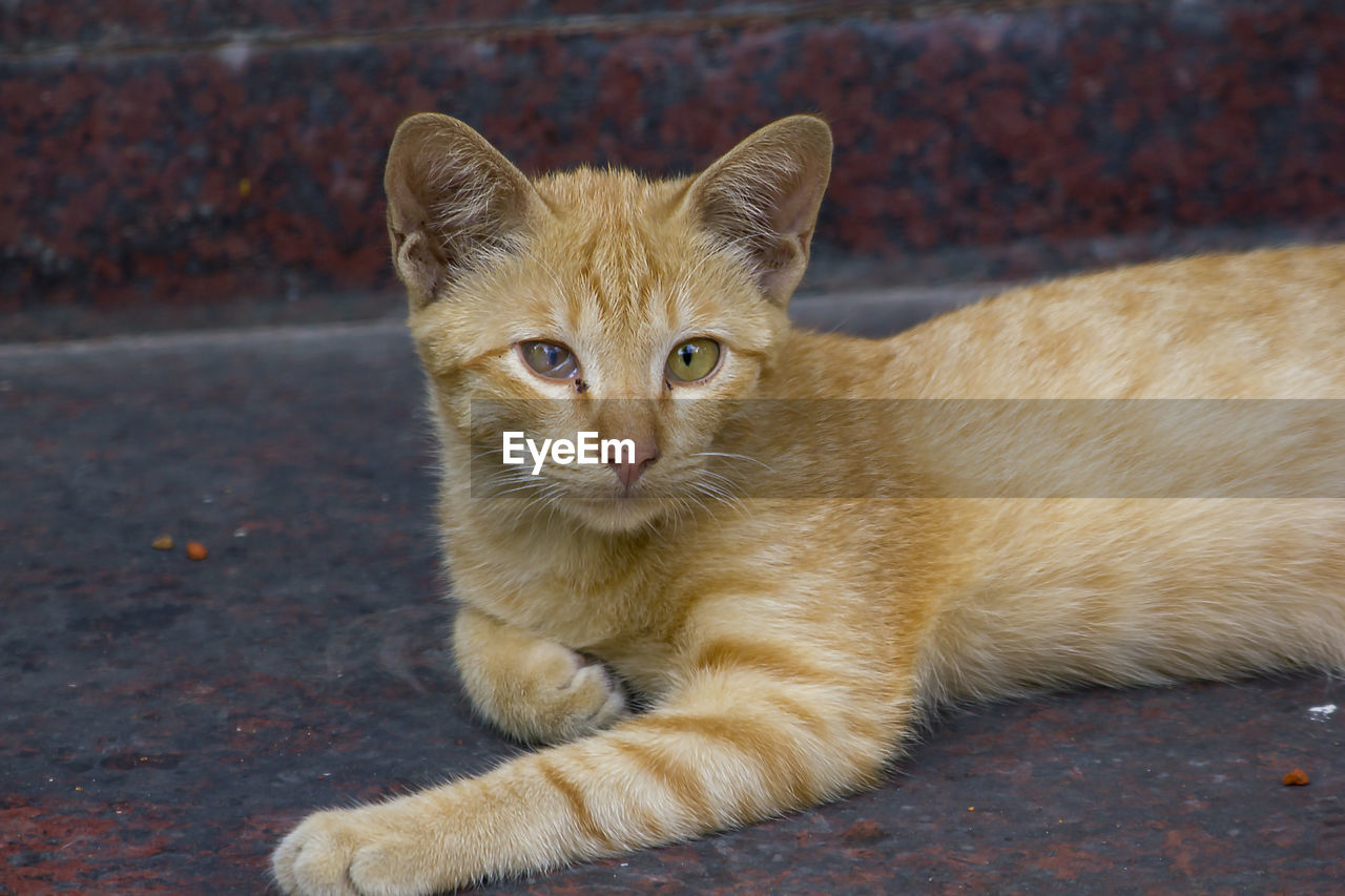 Portrait of tabby cat relaxing outdoors