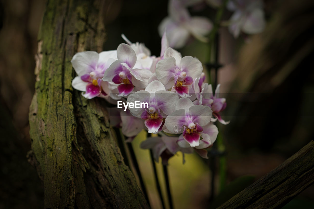 plant, flower, flowering plant, beauty in nature, freshness, tree, nature, pink, blossom, close-up, macro photography, fragility, growth, petal, inflorescence, spring, flower head, springtime, orchid, no people, branch, focus on foreground, tree trunk, outdoors, trunk, christmas orchid, botany, wood