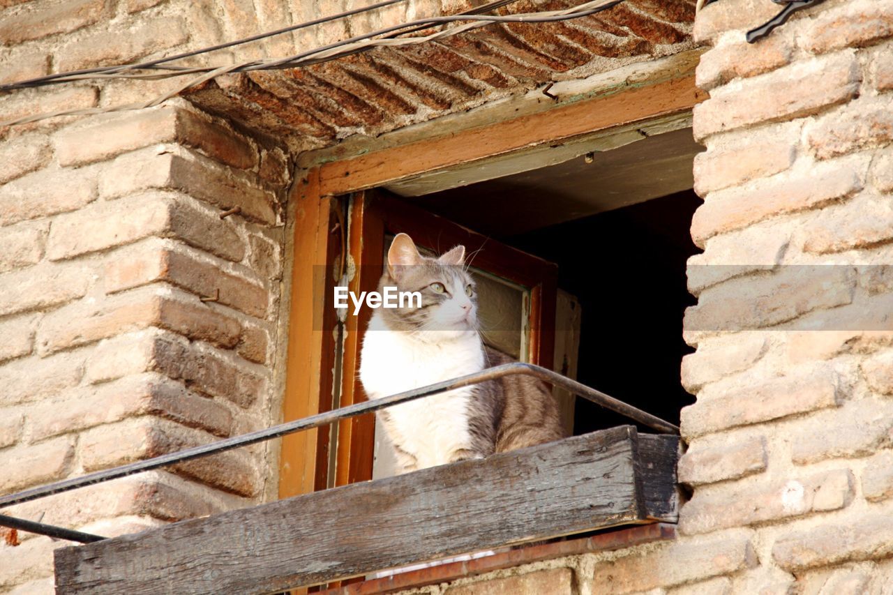 LOW ANGLE VIEW OF CAT WALKING ON WINDOW