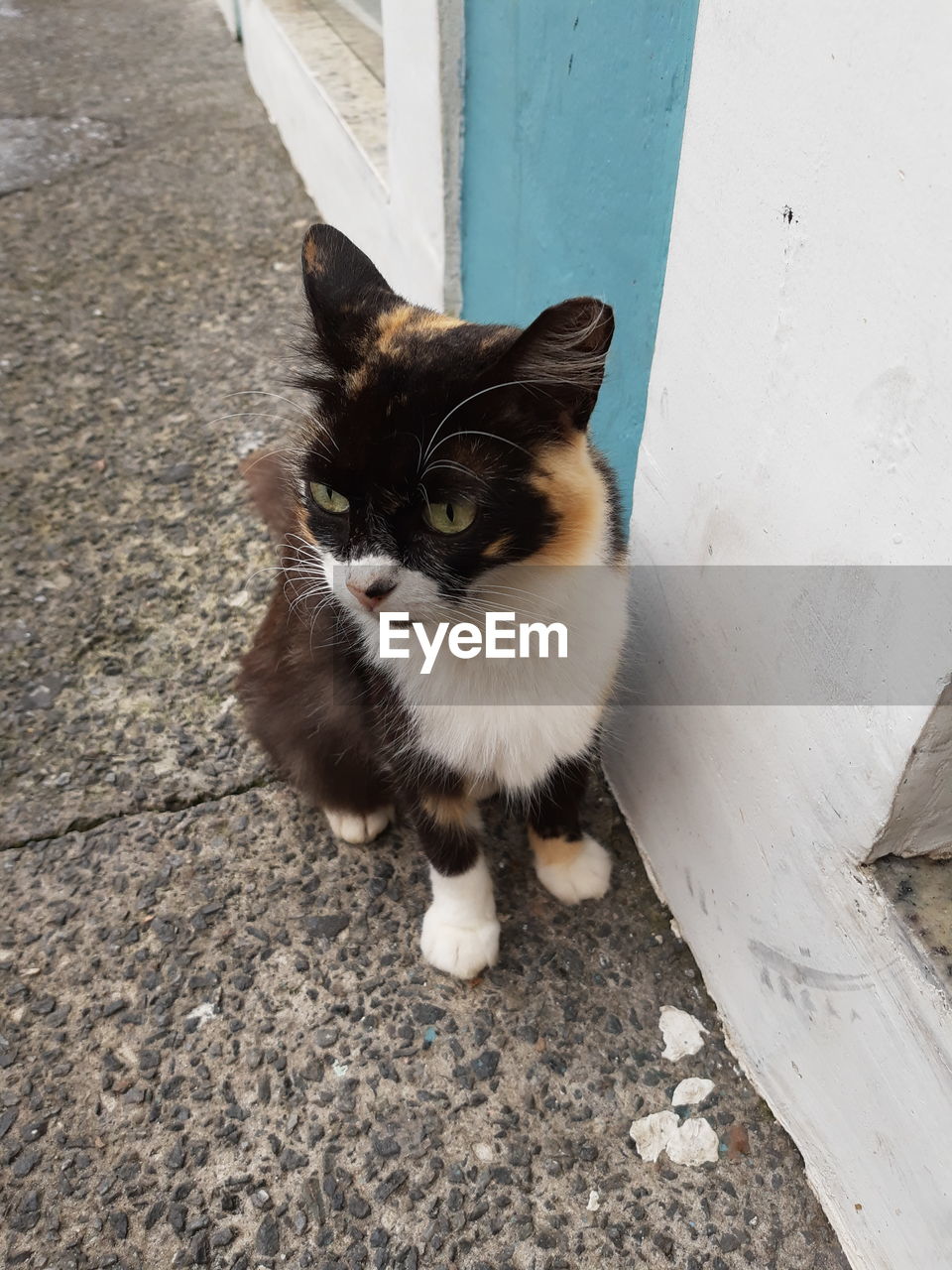 HIGH ANGLE PORTRAIT OF CAT SITTING ON COBBLESTONE