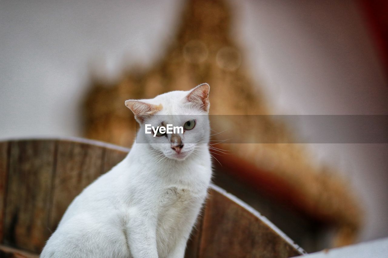 PORTRAIT OF CAT SITTING ON FLOOR