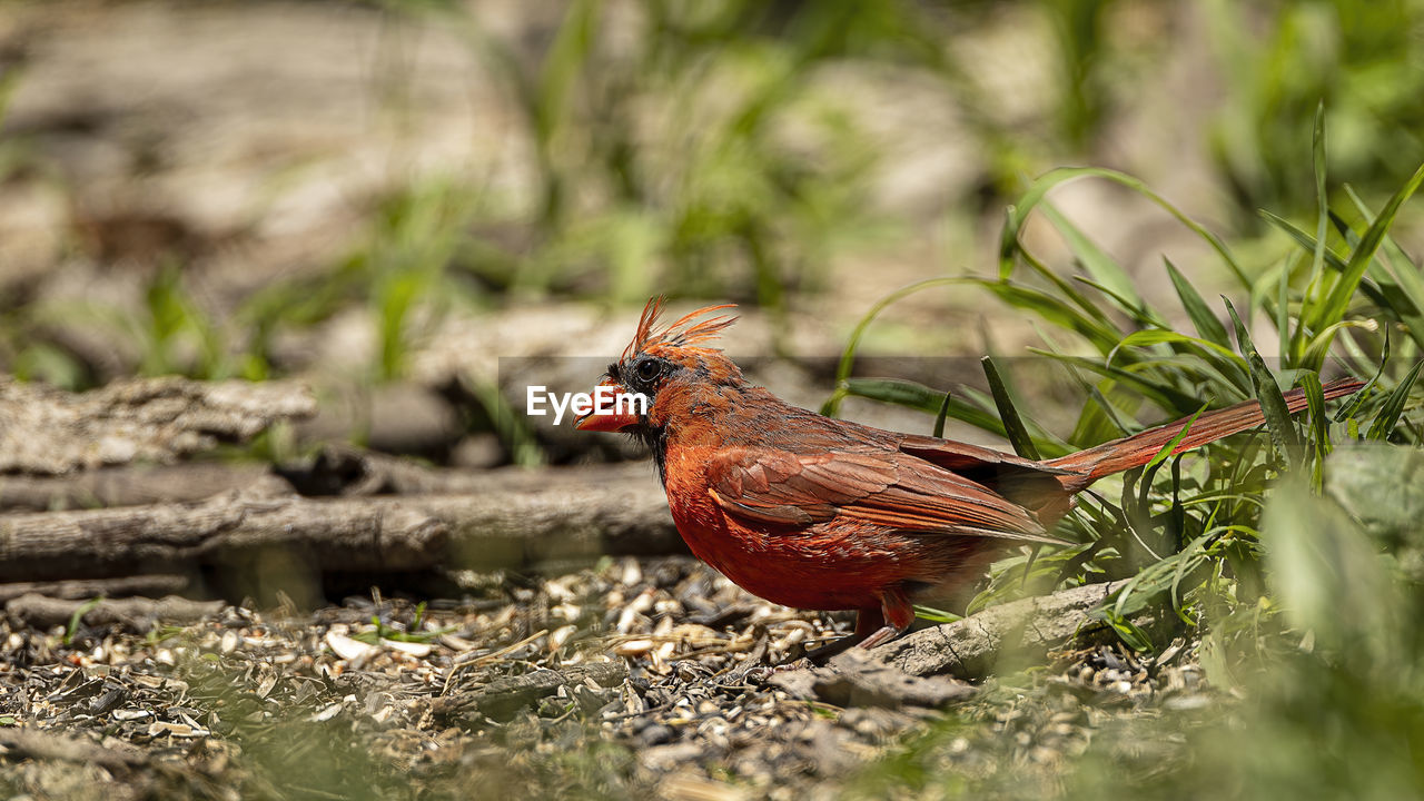 CLOSE-UP OF BIRD PERCHING ON A LAND