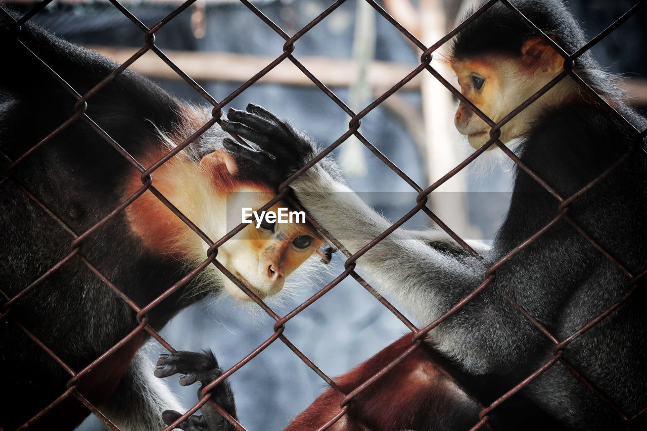 Portrait of monkey in cage at zoo