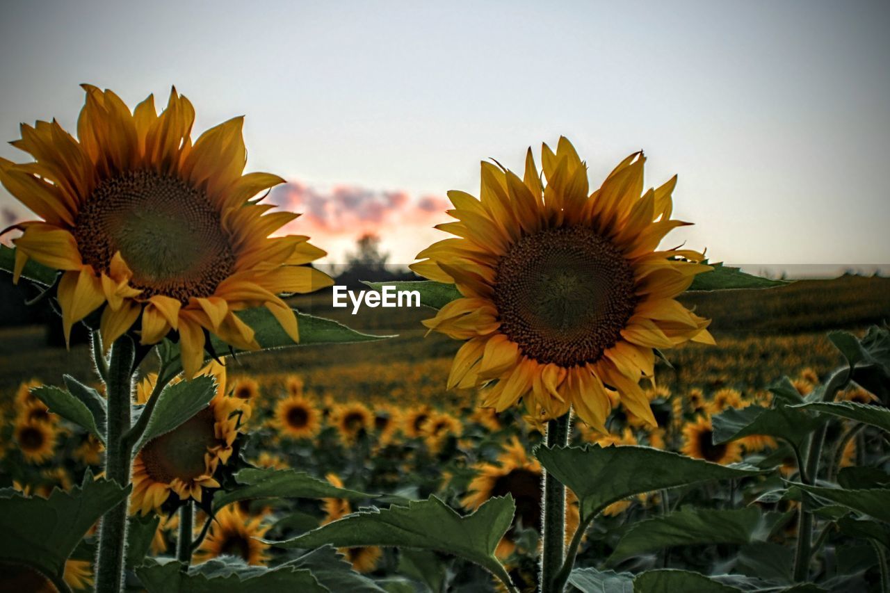 CLOSE-UP OF SUNFLOWER IN FIELD