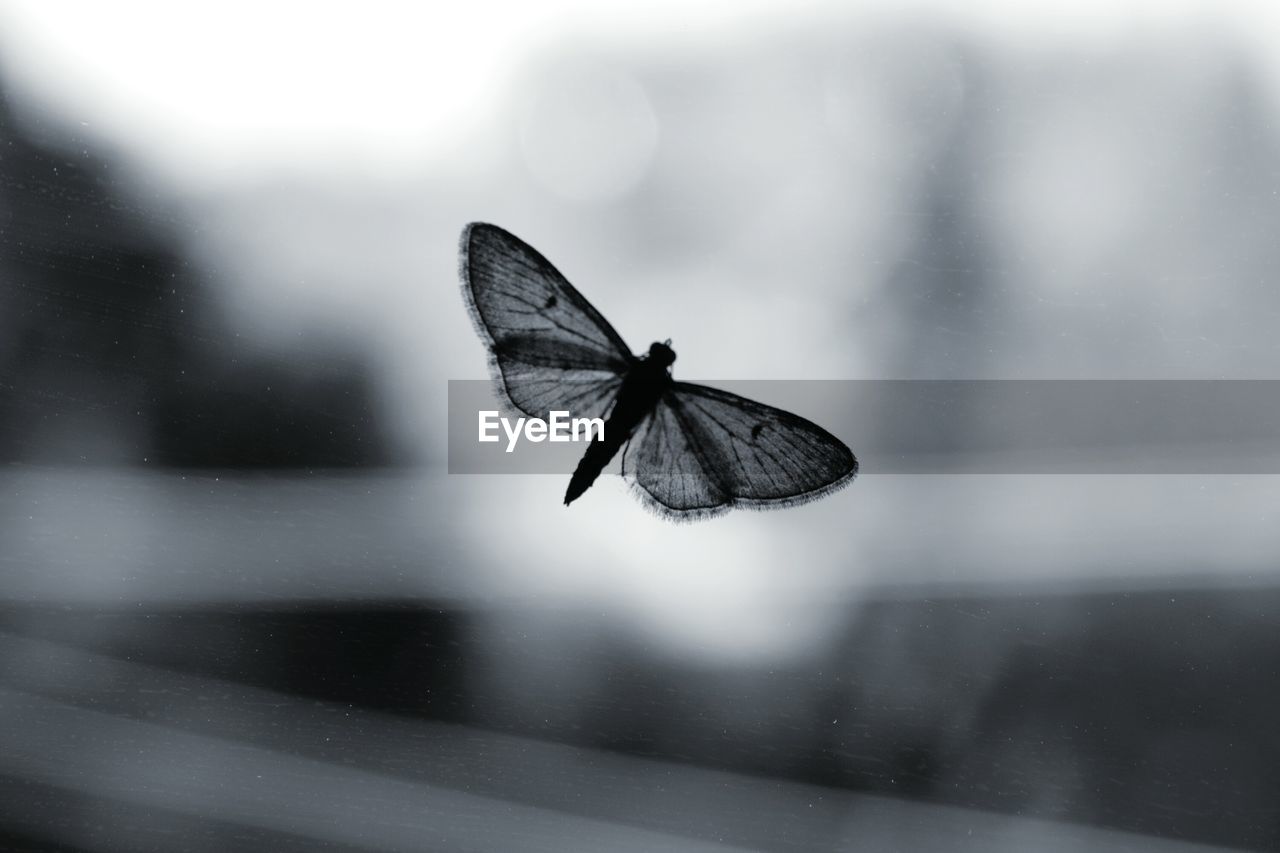 CLOSE-UP OF BUTTERFLY ON WINDOW GLASS
