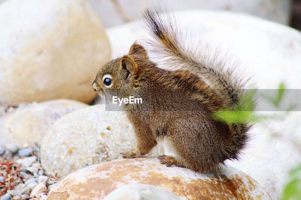 Close-up of squirrel