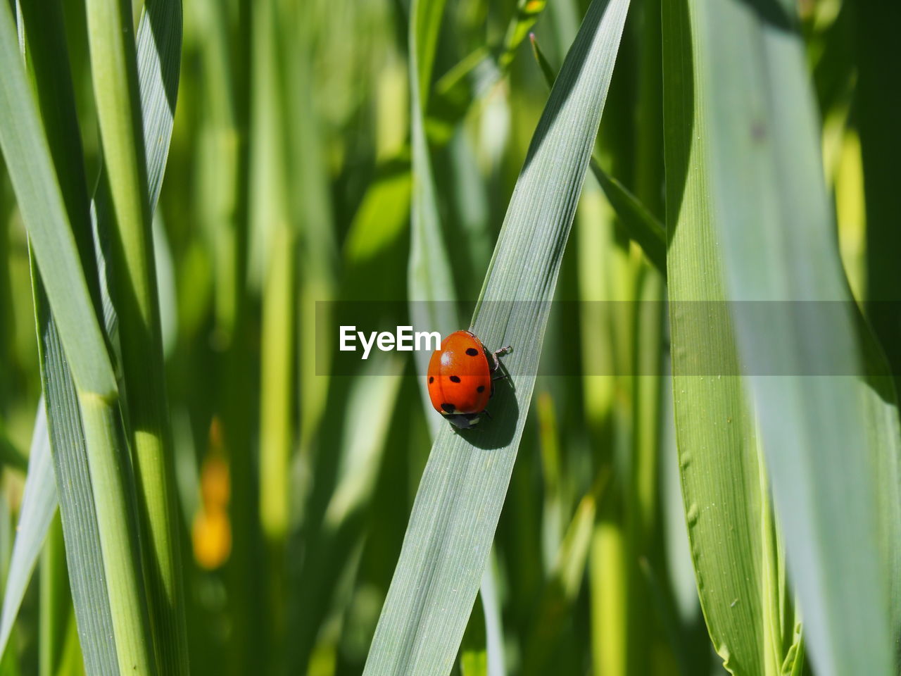 Close-up of ladybug on leaf