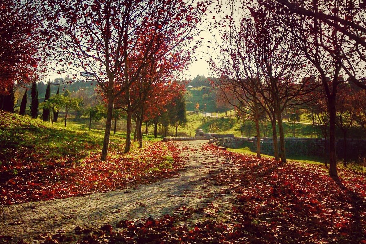 TREES IN PARK