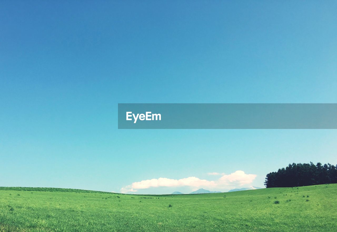 Scenic view of field against clear blue sky