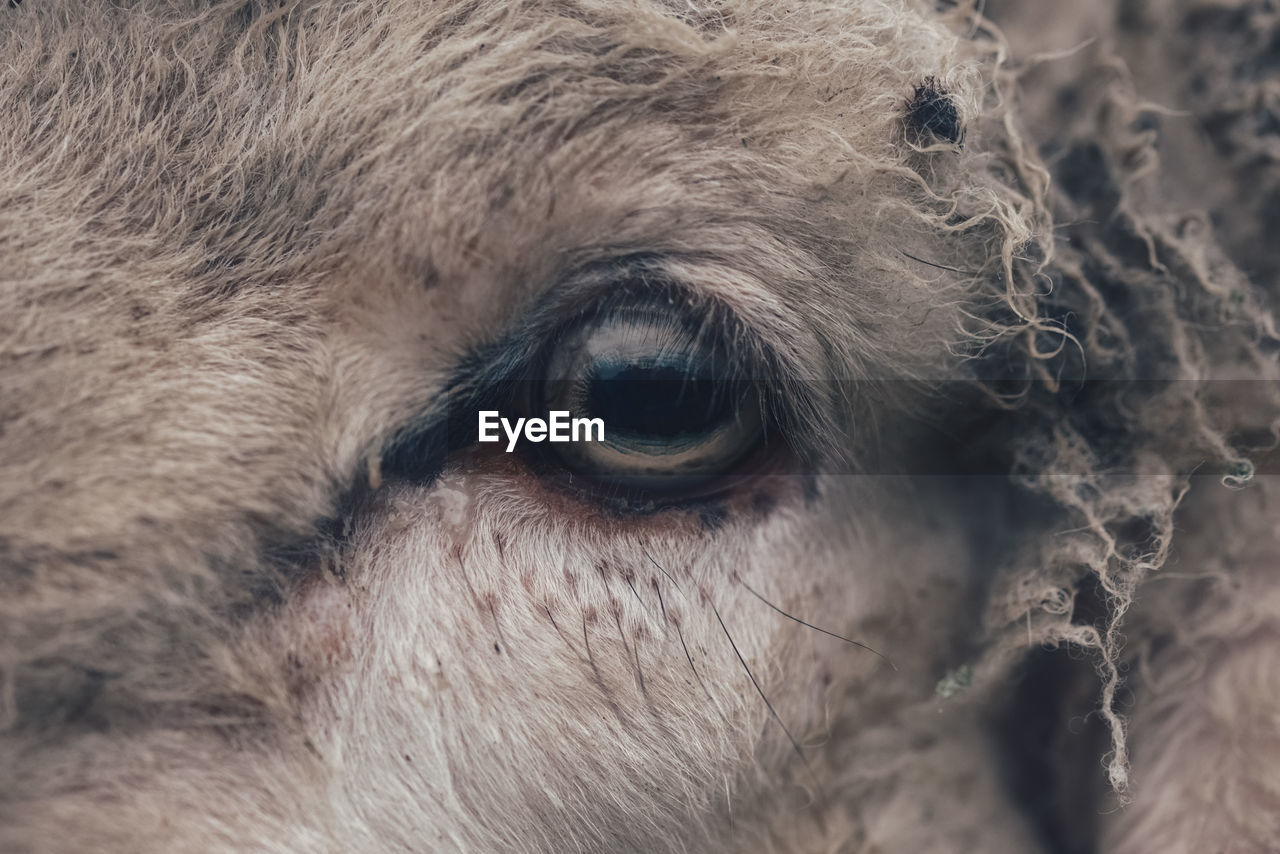 Closeup portrait of an eye of a sheep
