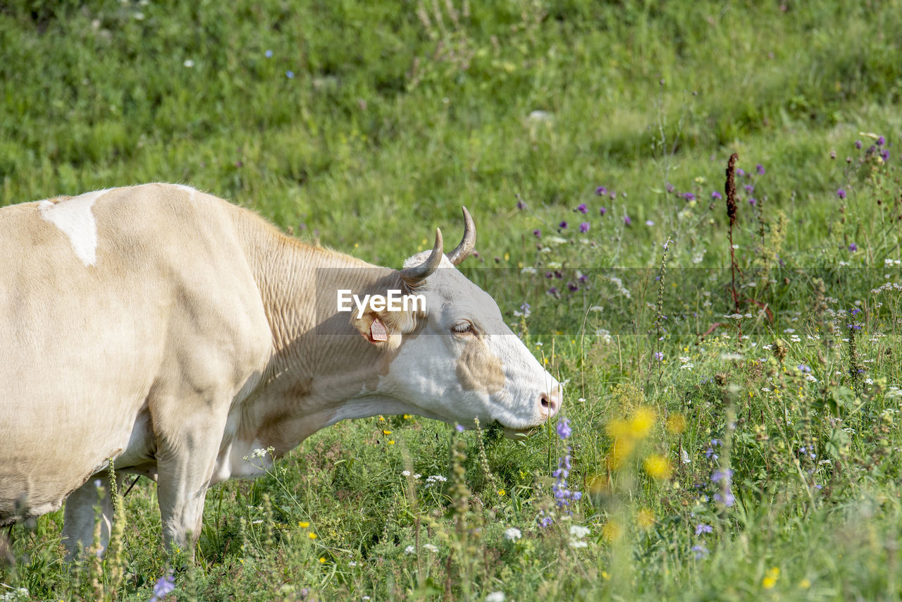 VIEW OF COW ON GRASSY FIELD