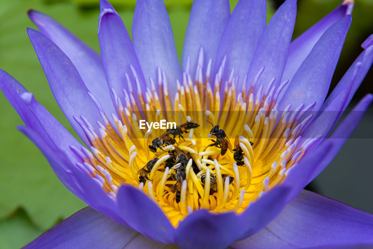 Close-up of insects on purple water lily