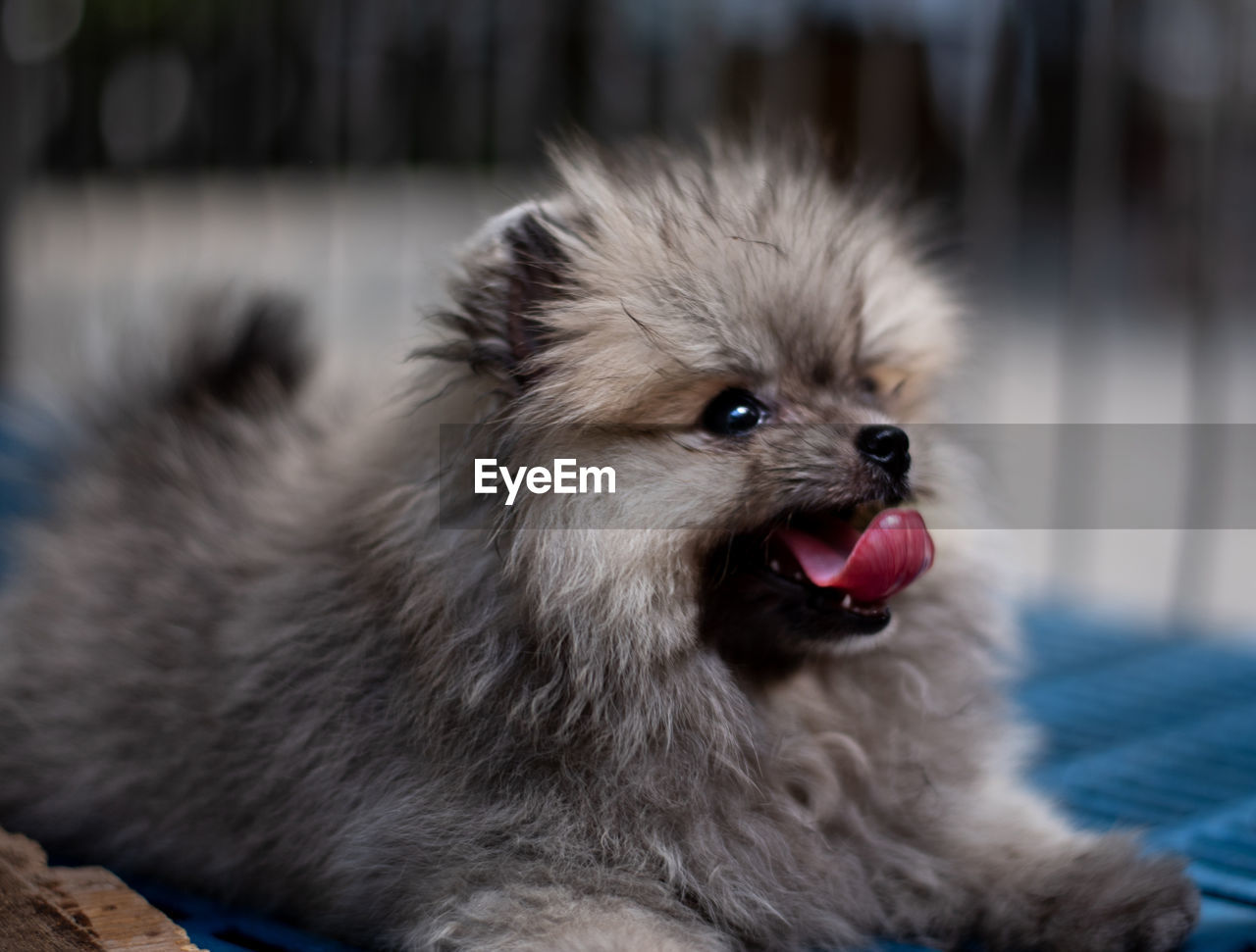 Dark brown fluffy pomeranian puppy lying in the cage with smile