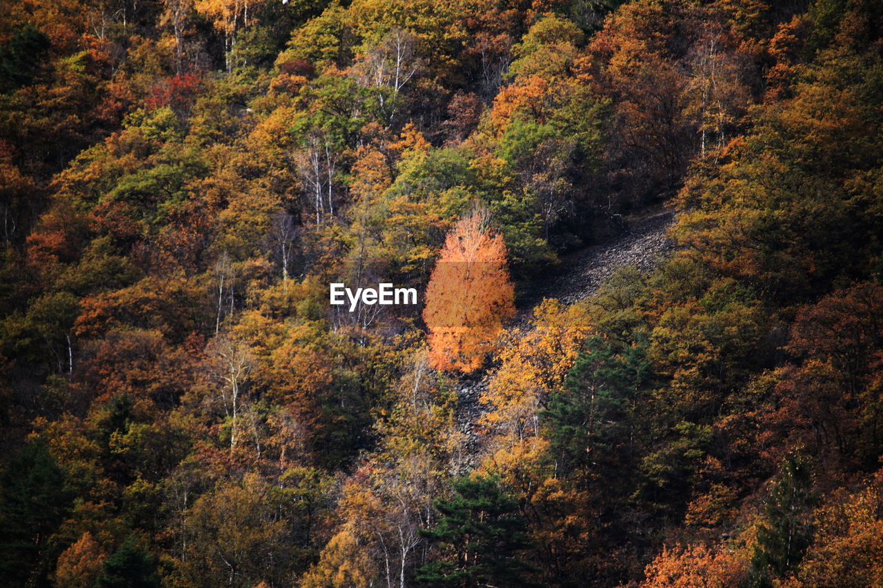 Trees in forest during autumn