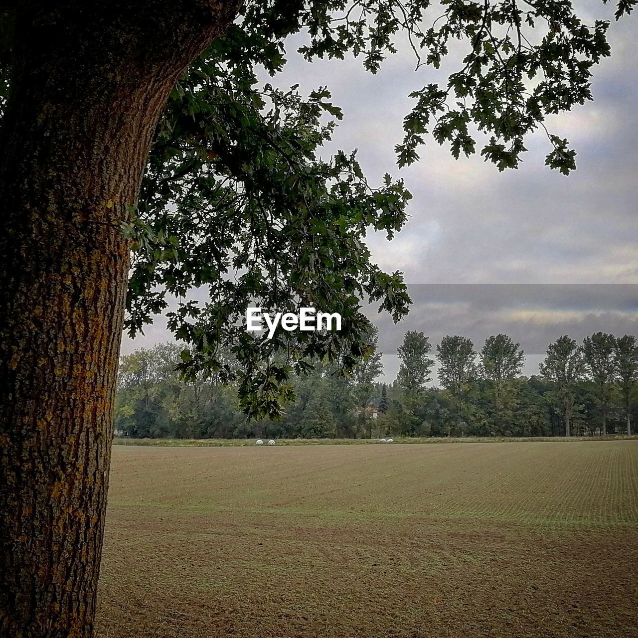 VIEW OF TREES ON FIELD AGAINST SKY
