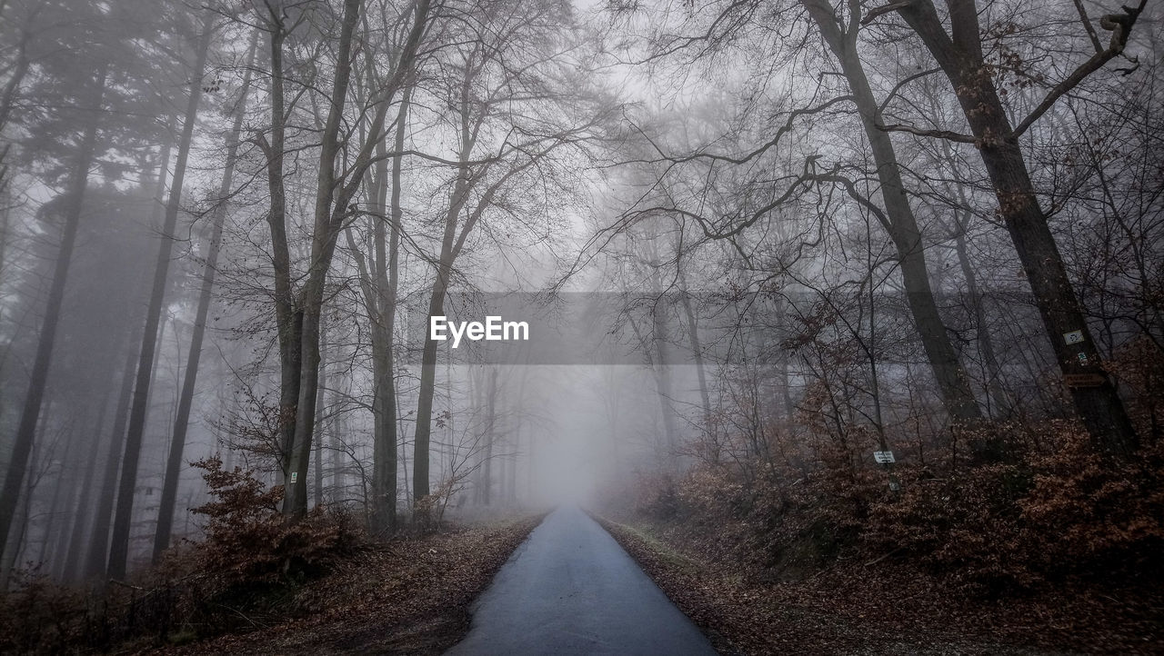 Road amidst trees in forest with fog in autum