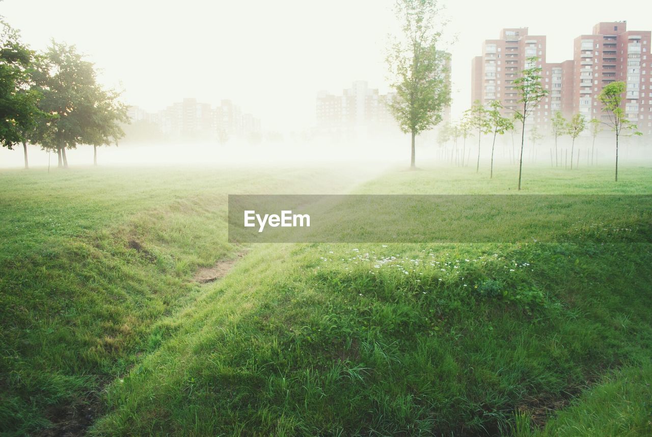 Grassy landscape in foggy weather