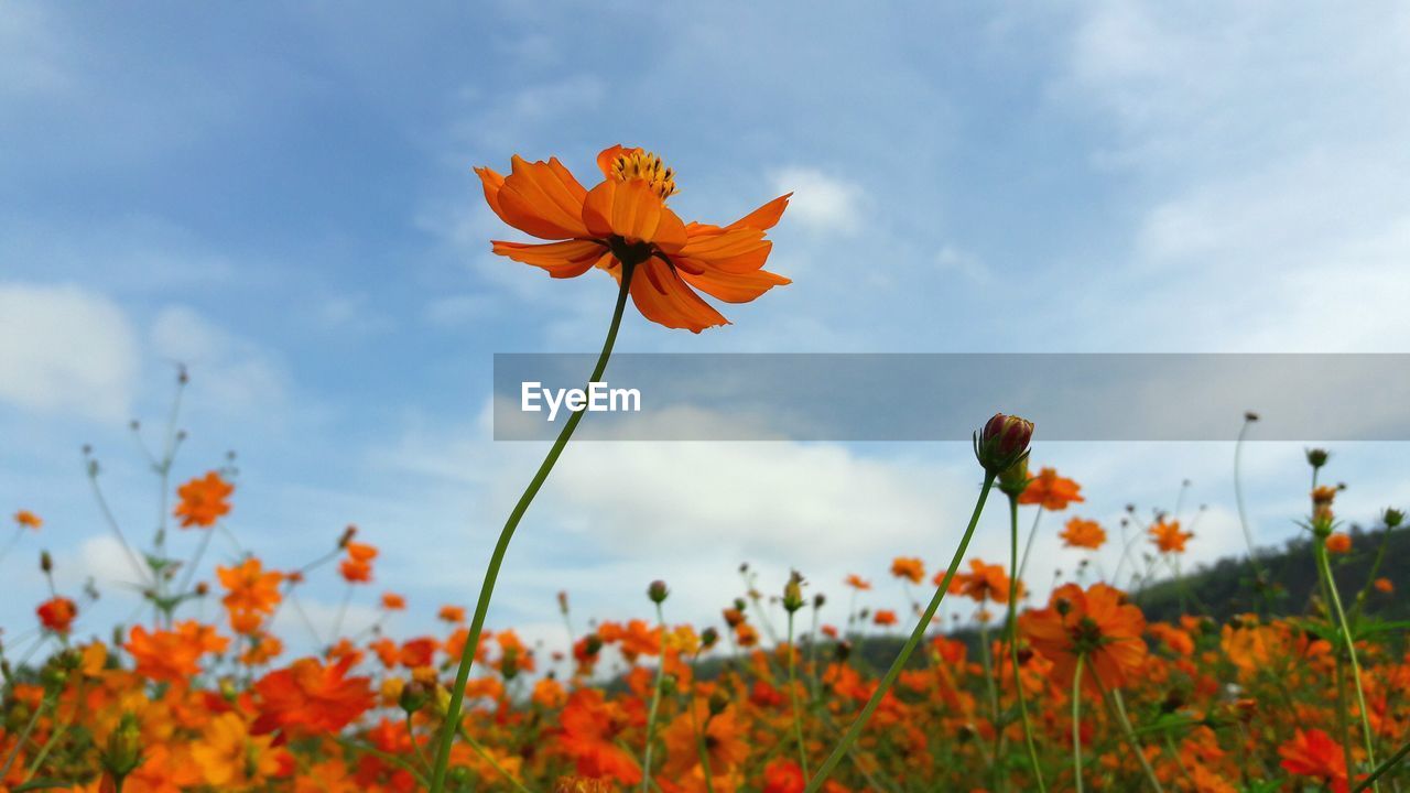 Close-up of orange flowers against sky