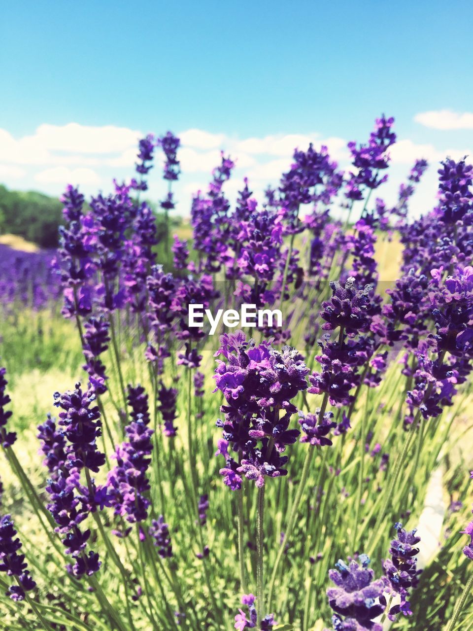 CLOSE-UP OF LAVENDER FLOWERS BLOOMING ON FIELD