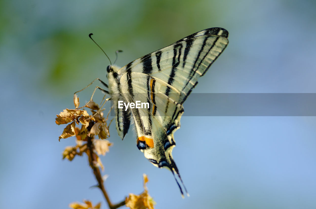 Scarce swallowtail - iphiclides podalirius in devinska kobyla reserve