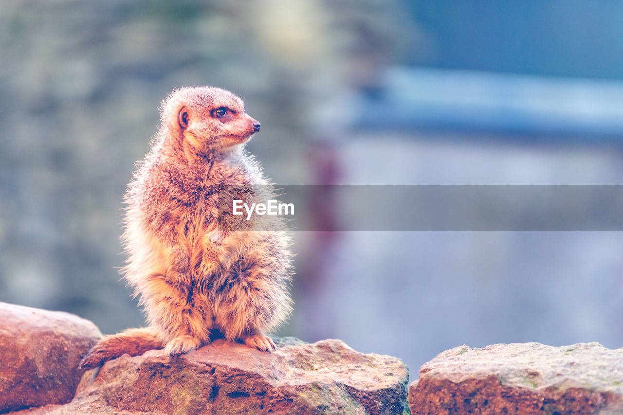 animal themes, animal, one animal, mammal, animal wildlife, wildlife, rock, bird, nature, focus on foreground, no people, close-up, cute, meerkat, outdoors, day, standing, looking, pet, full length, young animal, sitting, domestic animals