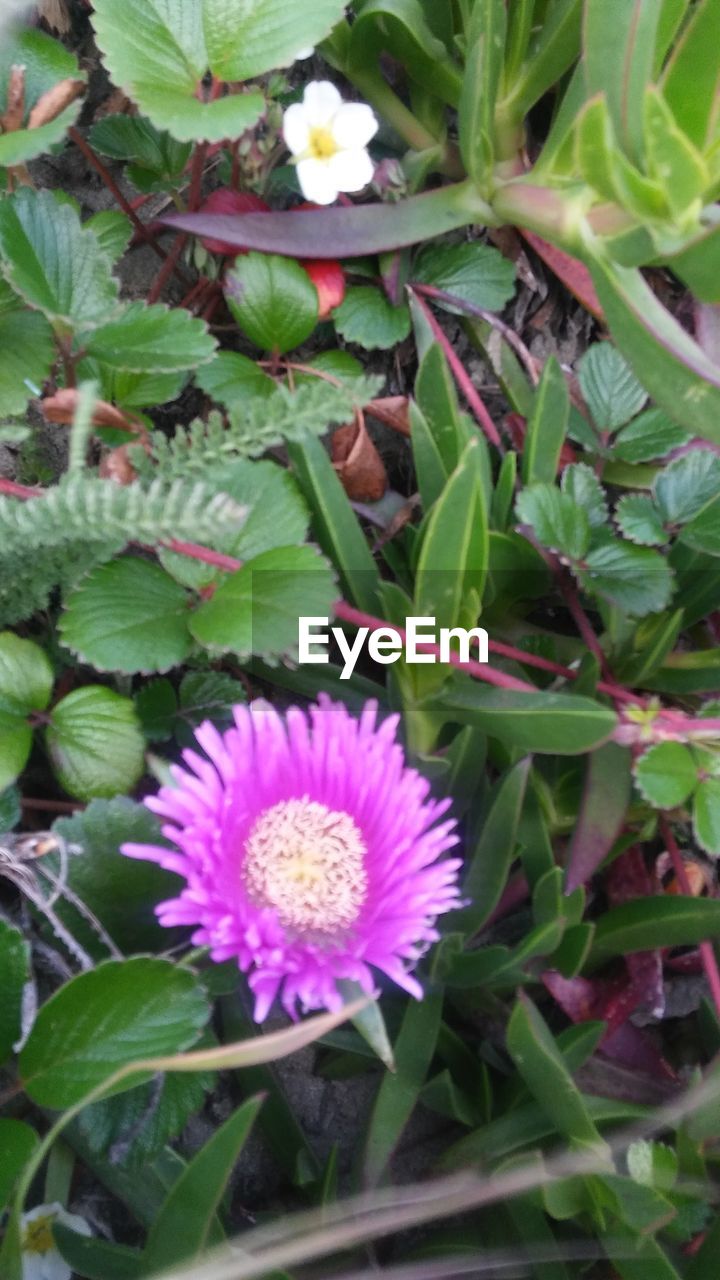 CLOSE-UP OF PINK FLOWERS BLOOMING OUTDOORS