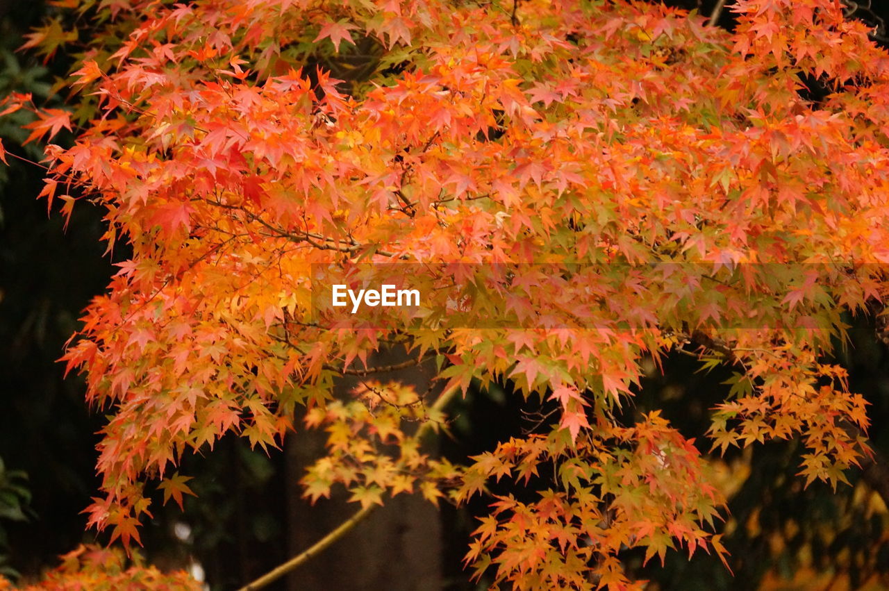 CLOSE-UP OF MAPLE LEAVES ON PLANT
