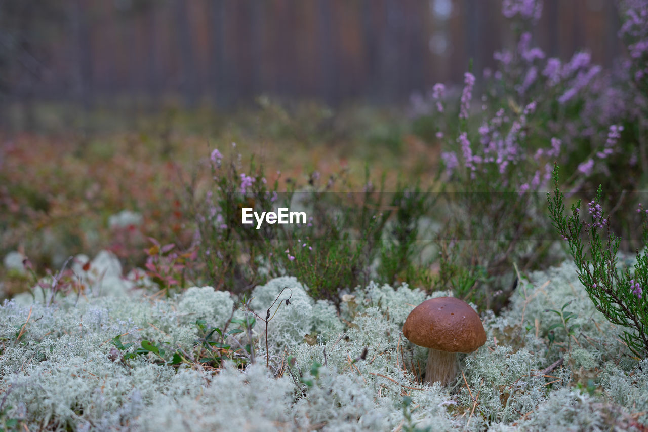 CLOSE-UP OF FRESH PURPLE FLOWERS ON FIELD