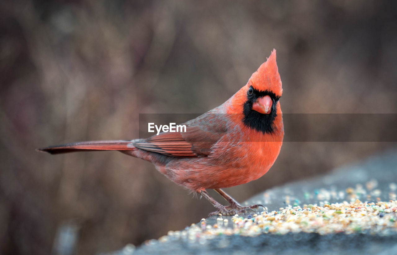 Close-up of bird perching on red outdoors