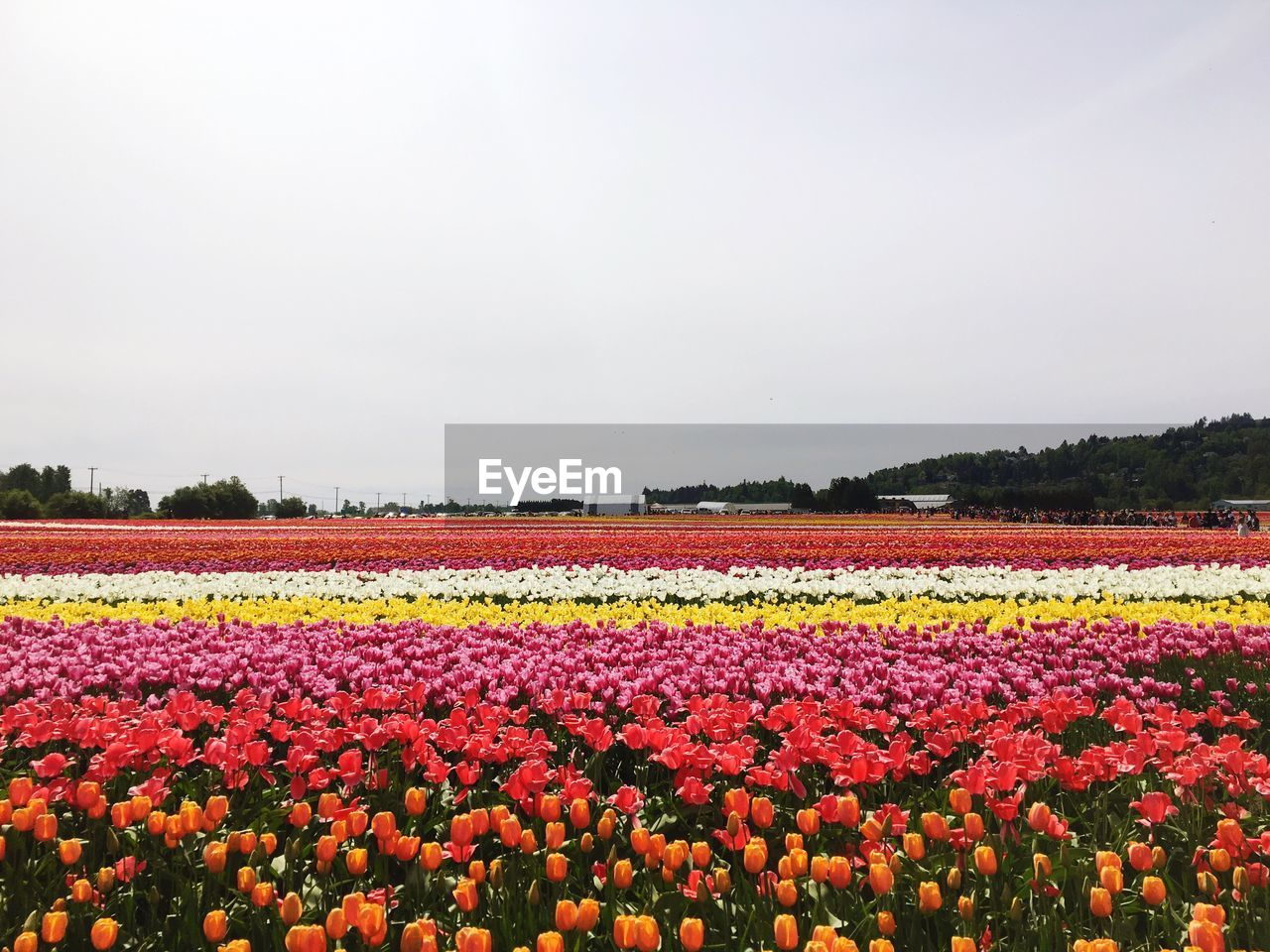 Scenic view of flower field against cloudy sky