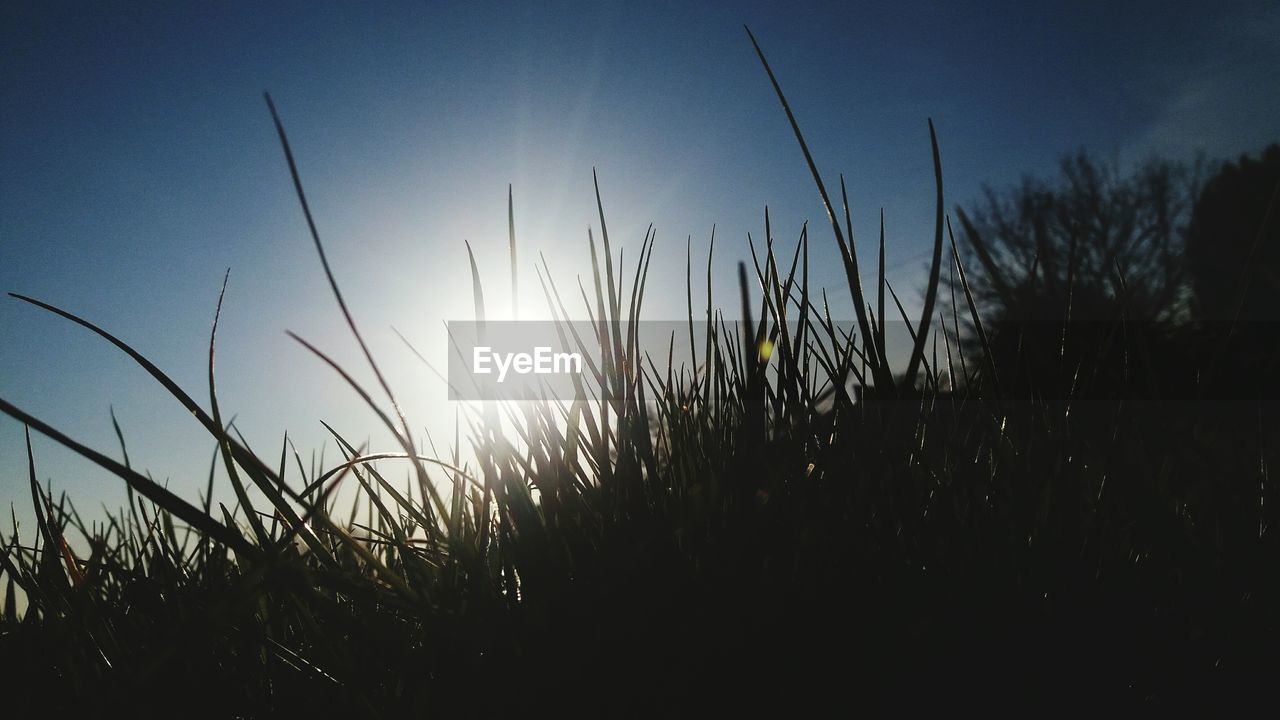 Close-up of silhouette plants on field against sky at sunset