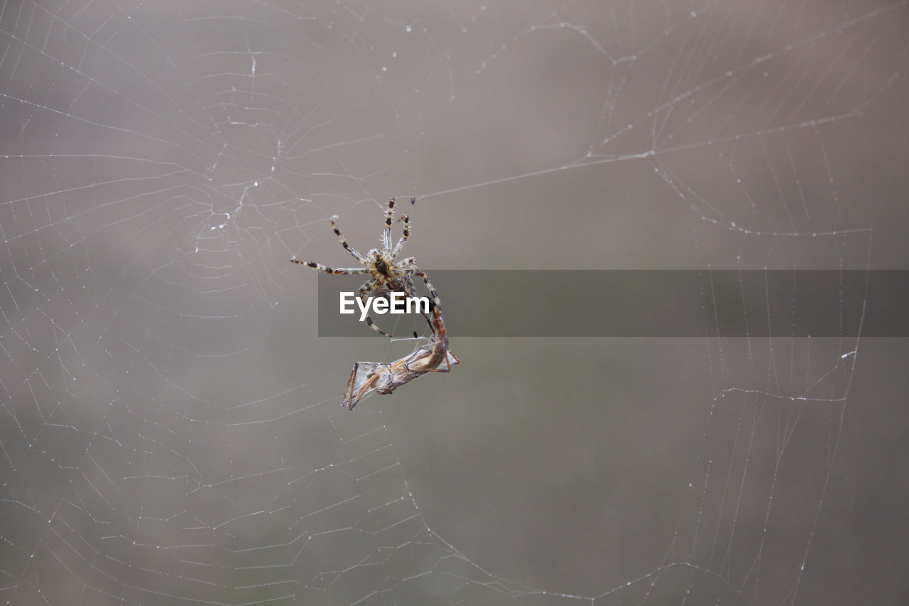 Close-up of spider on web