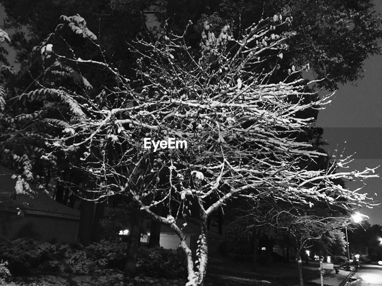 LOW ANGLE VIEW OF BARE TREE AGAINST SKY